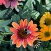 jocelynmoren226